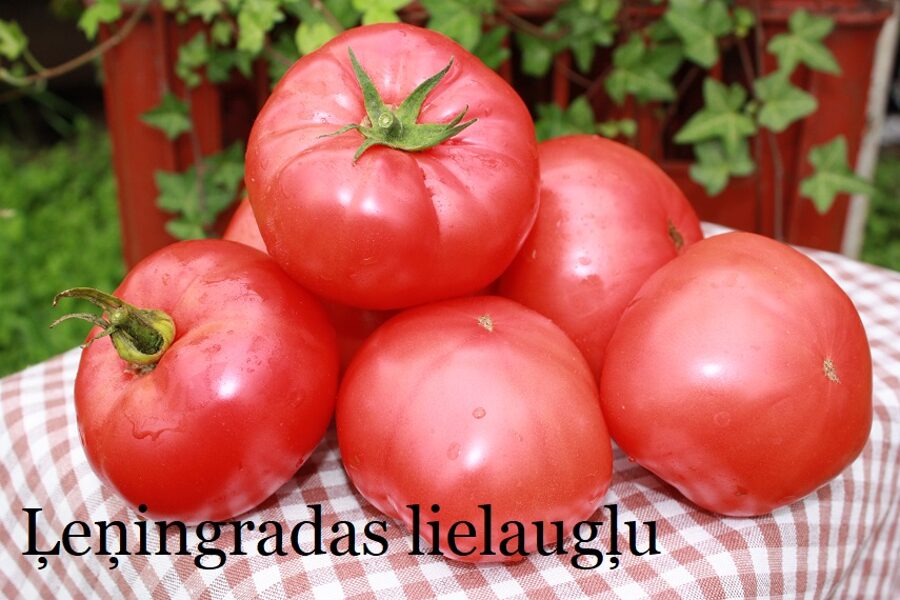 Ļeņingradas lielaugļu (tomātu sēklas)