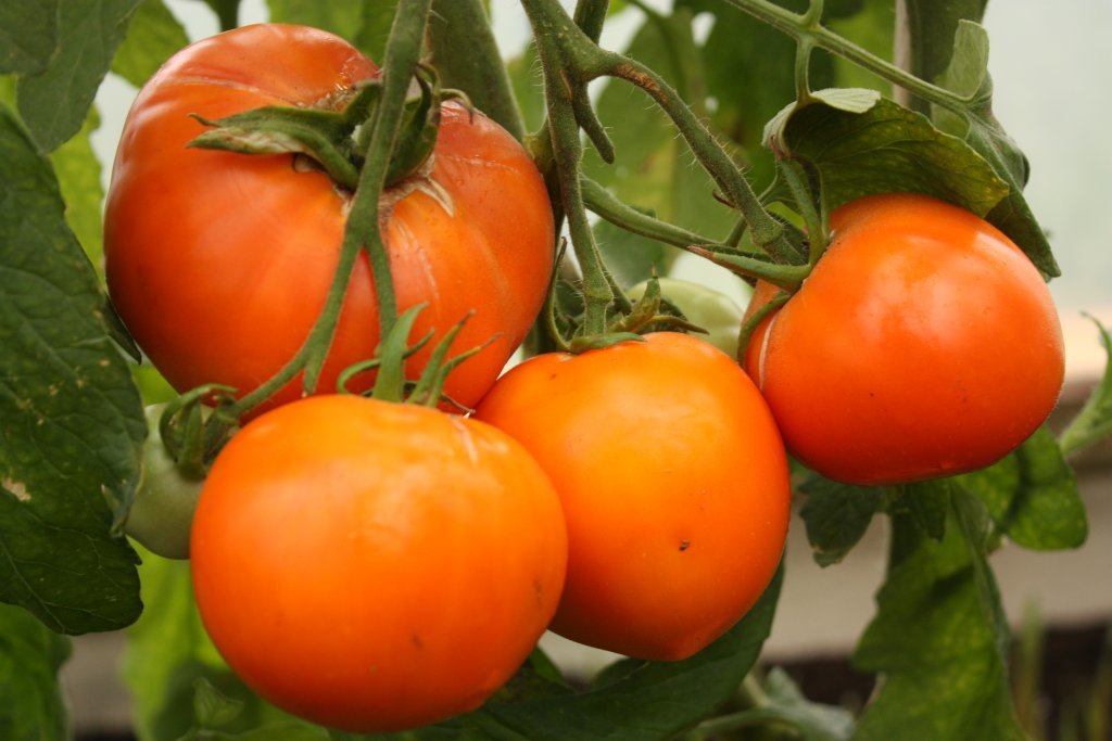 Zelta Kēnigsberga (tomātu sēklas)