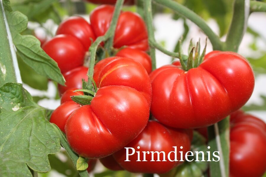 Pirmdienis (tomātu sēklas)