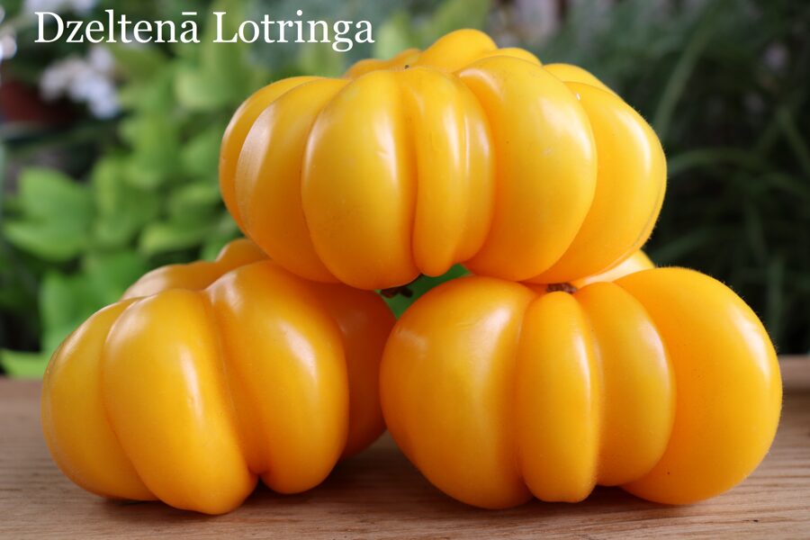 Dzeltenā Lotringa (tomātu sēklas)