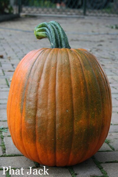 Phat Jack (ķirbju sēklas)