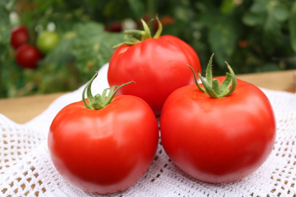 Mēness zaglis (tomātu sēklas)