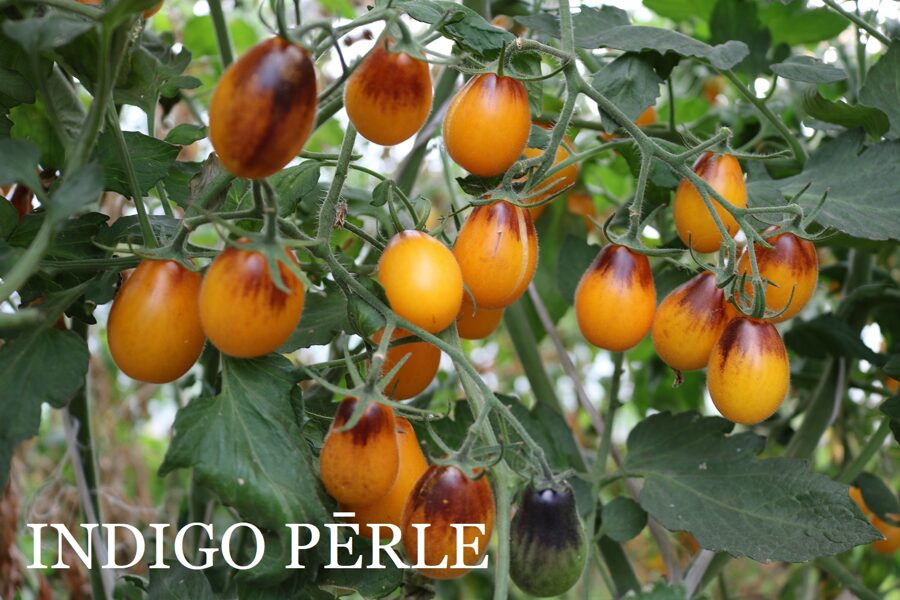 Indigo pērle (tomātu sēklas)