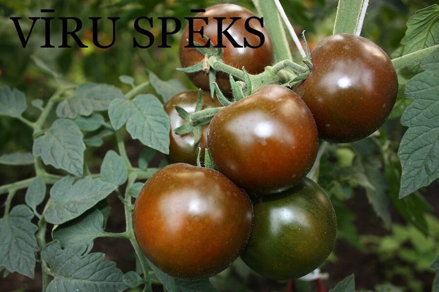 Vīru spēks (tomāta stāds no kastes)