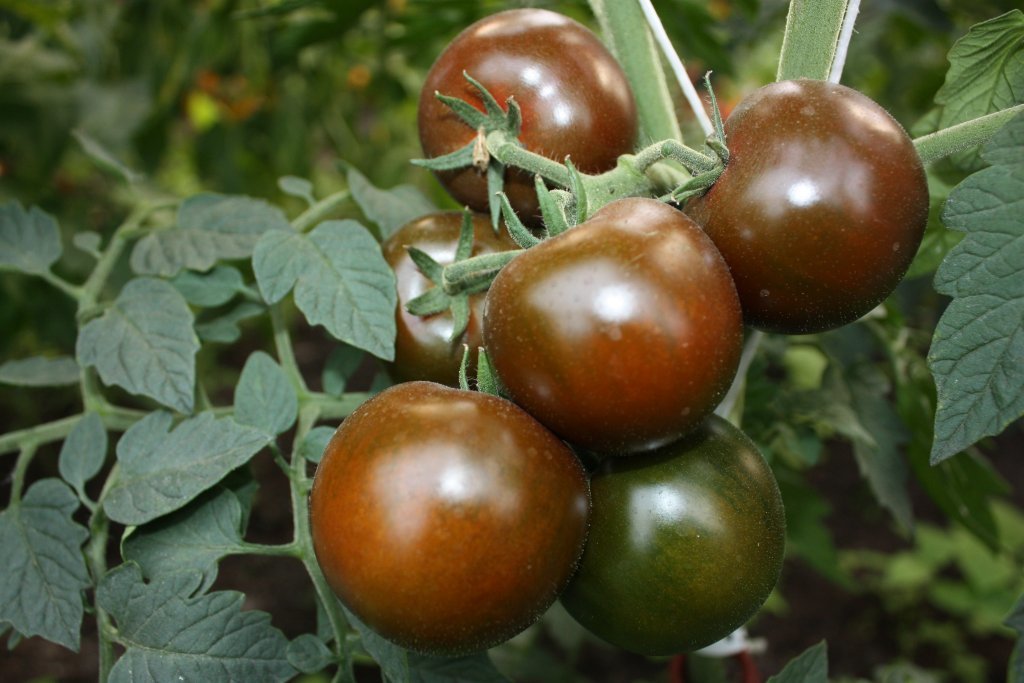 Vīru spēks (tomātu sēklas)