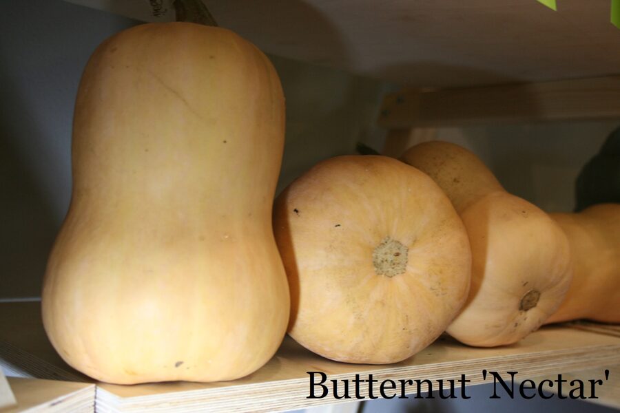 Butternut 'Nectar' (ķirbju sēklas)