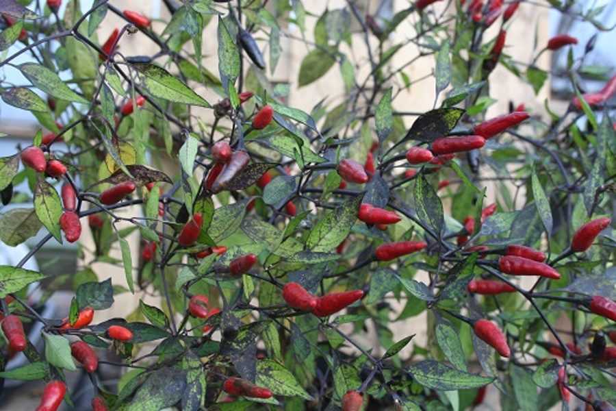 Zimbabve Black (6*) (aso piparu sēklas)