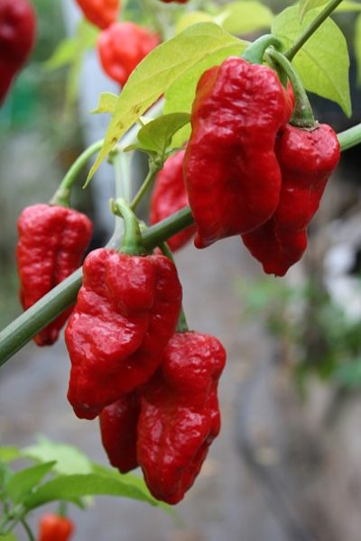 Devil's Brain (10++*) (aso piparu sēklas)