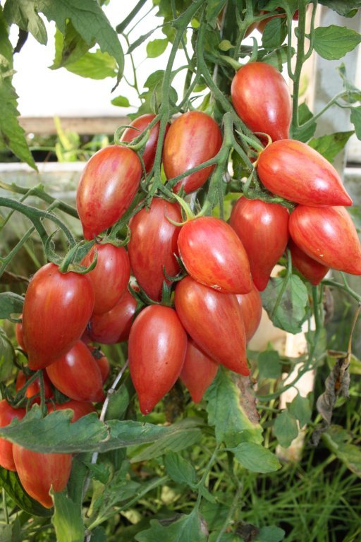 Plūmīte CIC (tomātu sēklas)