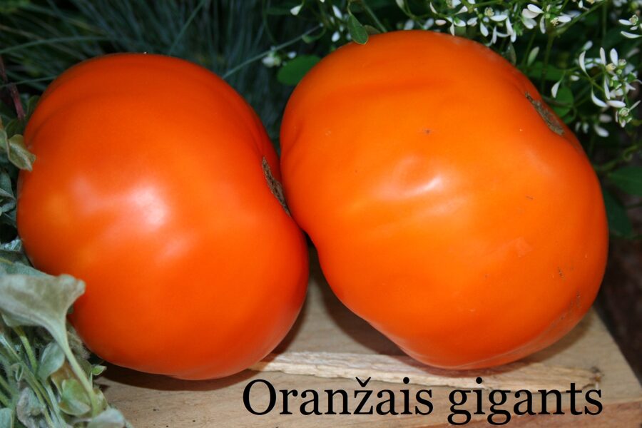 Oranžais gigants (tomātu sēklas)