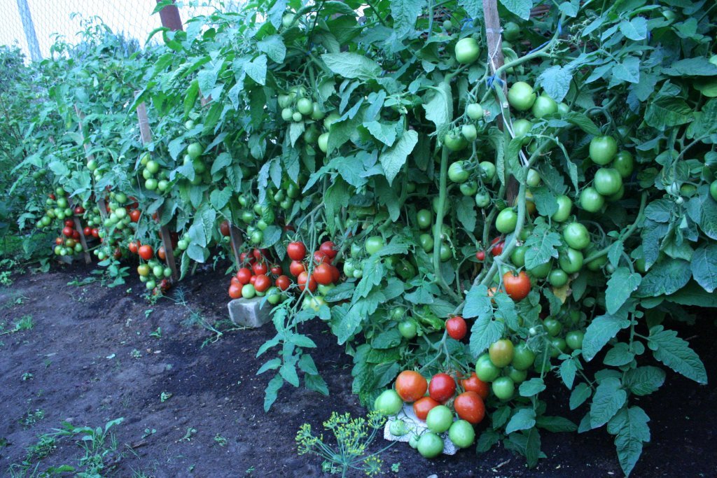 Baltkrievijas lauka (tomātu sēklas)