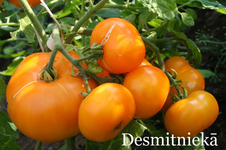 Desmitniekā (tomātu sēklas)