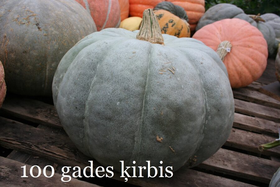 100 – gades ķirbis (ķirbju sēklas)