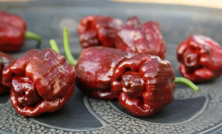 Trinidad Moruga Scorpion chocolate (10+++*) (aso piparu sēklas)