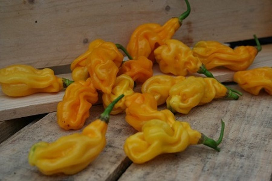 Malaysian Goronong (10*) (aso piparu sēklas)