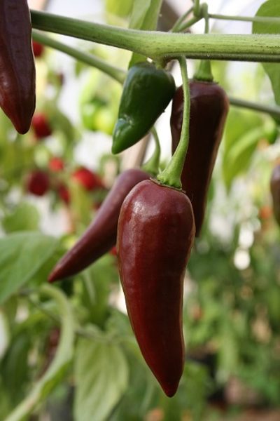 Habanero Caribbean Brown (10+*) (aso piparu sēklas)