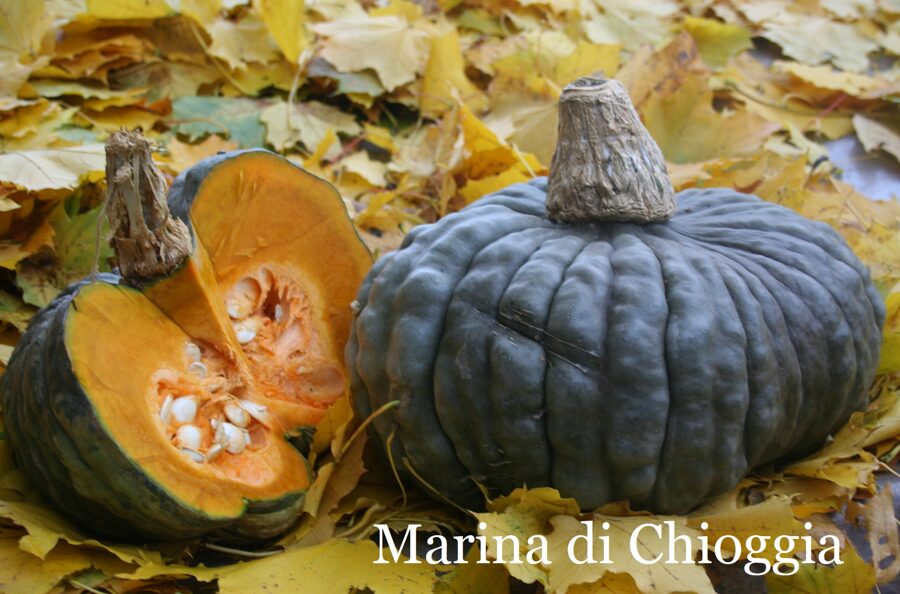 Marina di Chioggia (ķirbja stāds podiņā)