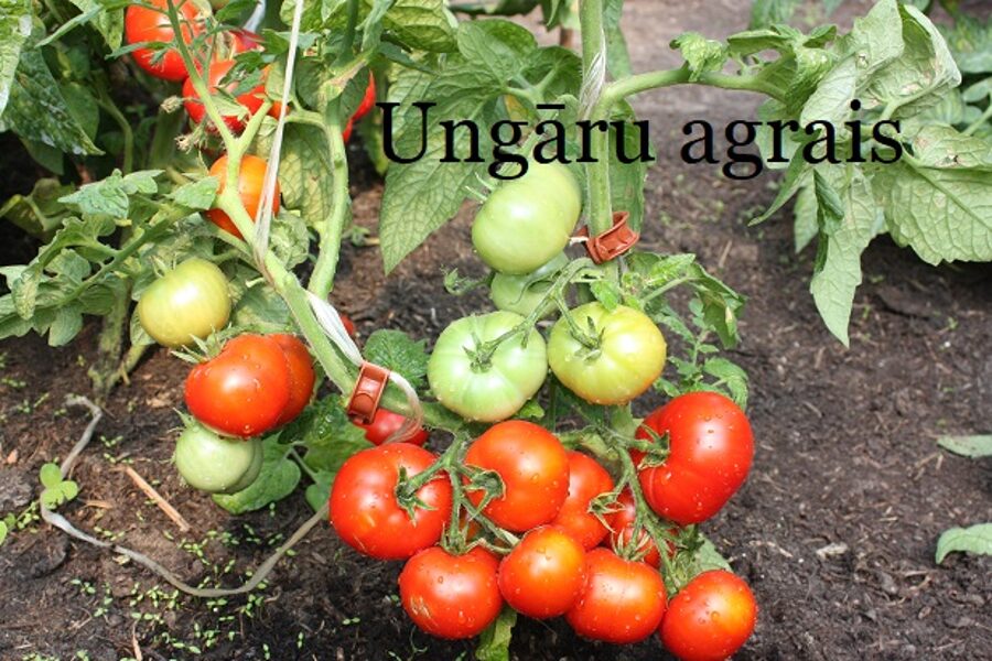 Ungāru agrais (tomātu sēklas)