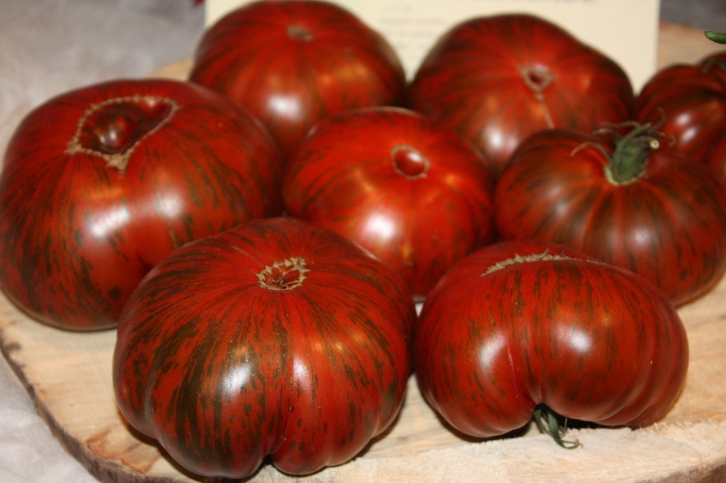 Svītrotā šokolāde (tomātu sēklas)