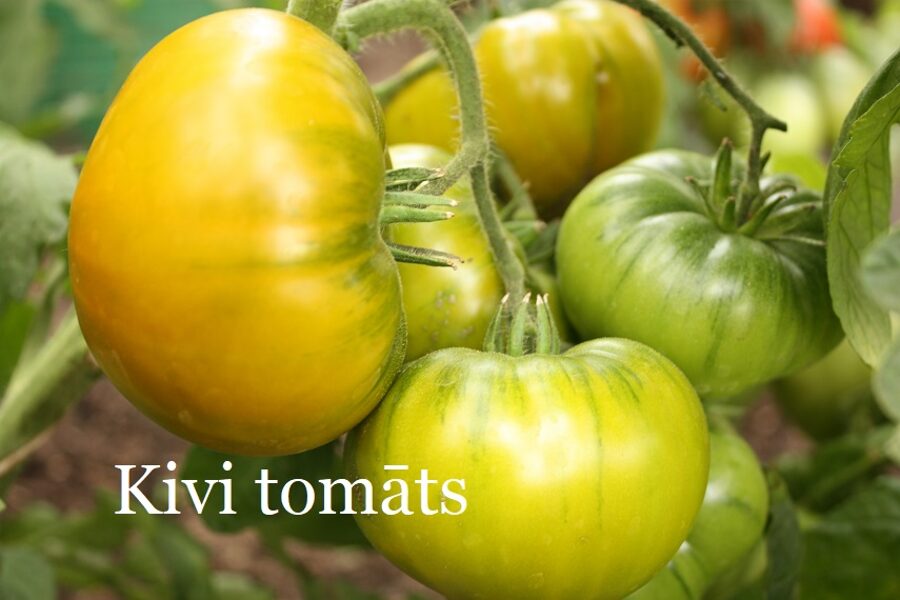 Kivi tomāts (stāds podiņā)