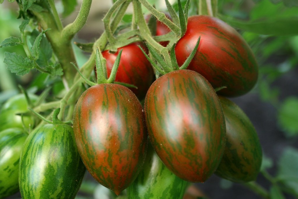 Cic, tumšais (tomātu sēklas)