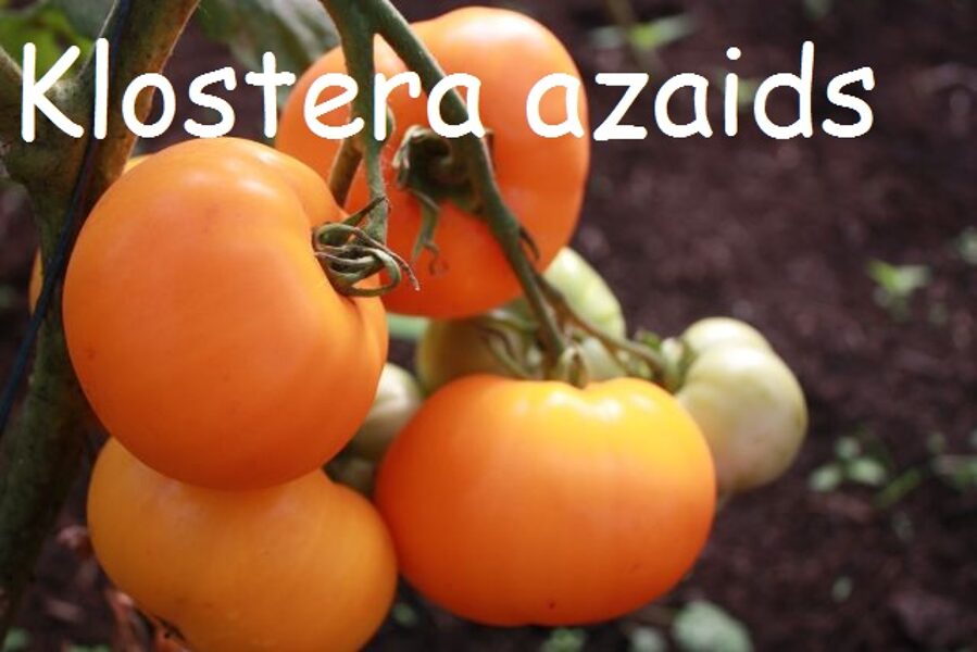 Kolstera azaids (tomāta stāds podiņā)