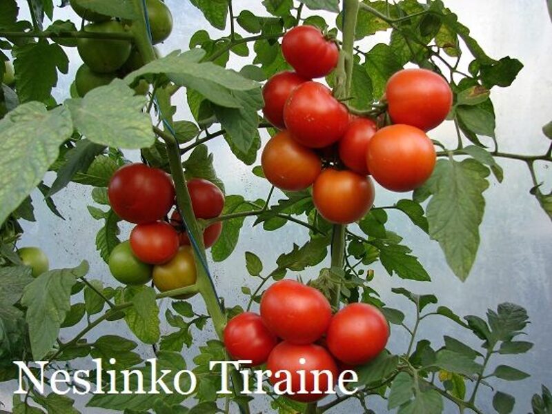 Neslinko Tīraine (tomātu sēklas)