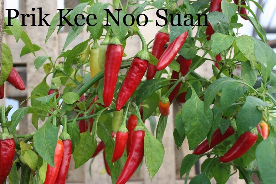 Prik Kee Noo Suan (5*) (asā pipara stāds podiņā)