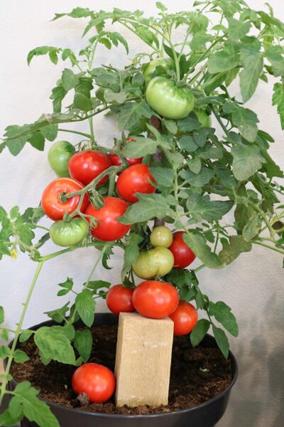 Sanktpēterburgas tomāts (stāds bez podiņa)