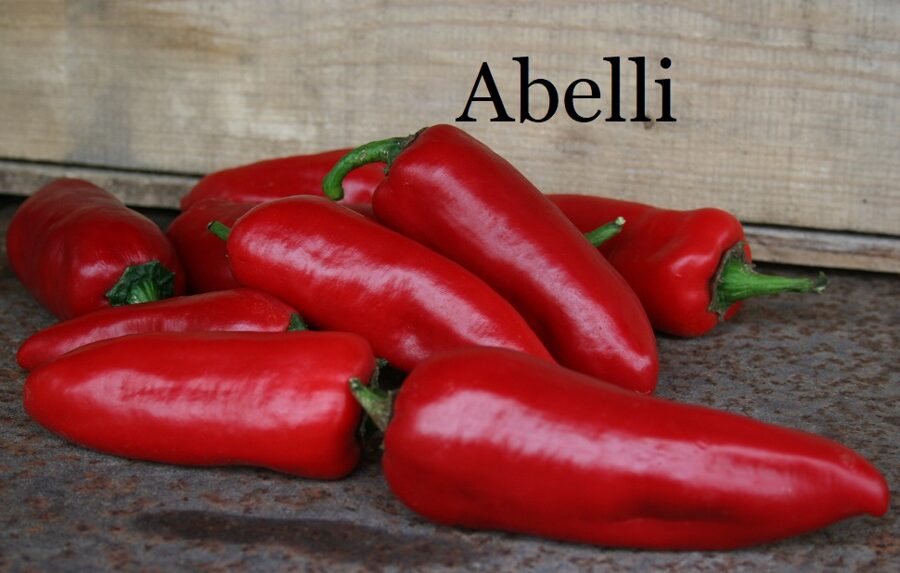 Abelli (paprikas sēklas)