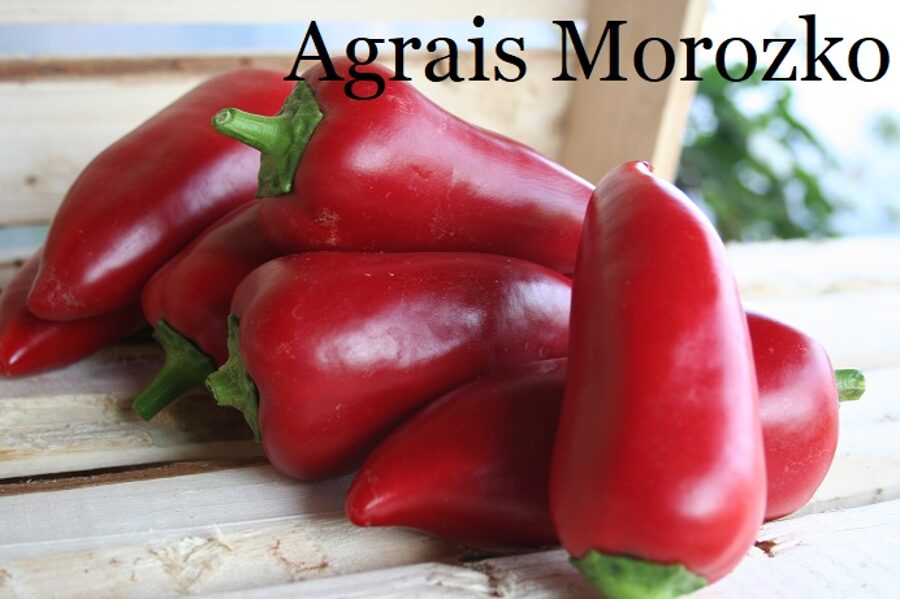 Agrais Morozko (paprikas stāds podiņā)