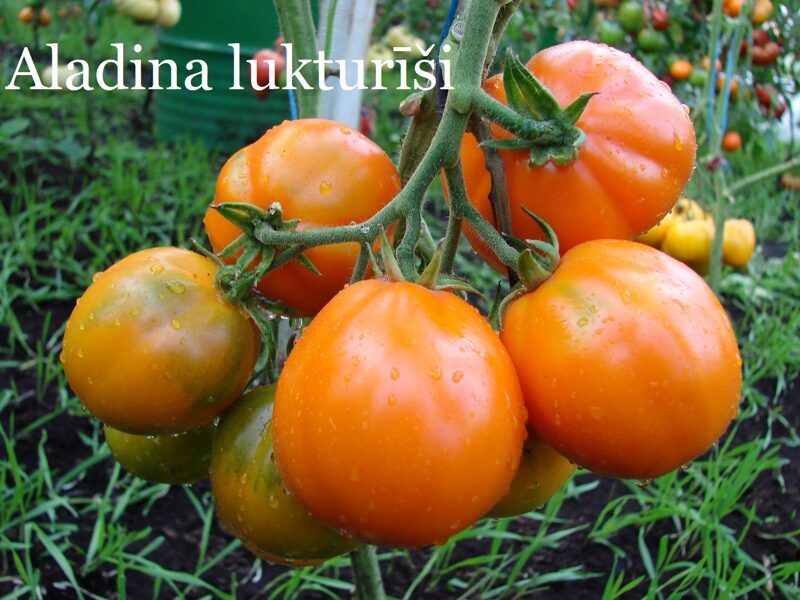 Aladina lukturīši (tomāta stāds no kastes)