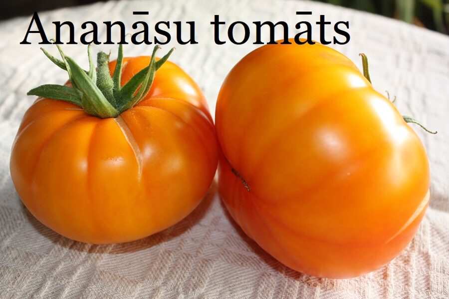Ananāsu tomāts (stāds podiņā)