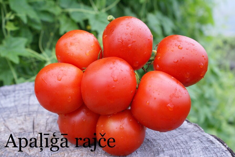 Apaļīgā Rajče (tomātu sēklas)