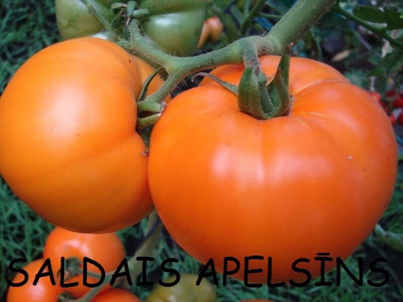 Saldais apelsīns (tomāta stāds no kastes)