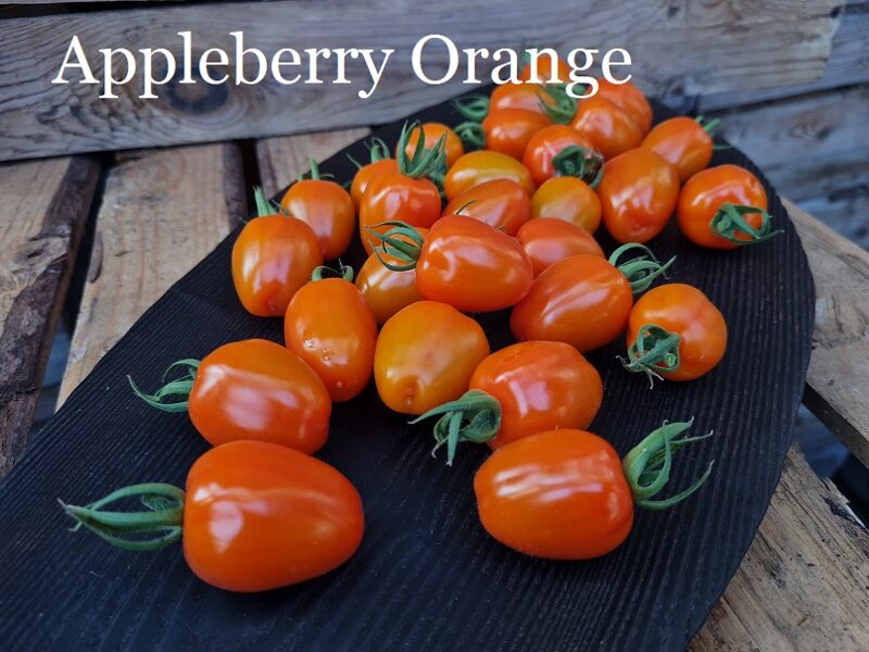 Appleberry Orange F1 (tomāta stāds podiņā)
