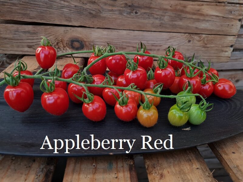 Appleberry Red F1 (tomāta stāds podiņā)