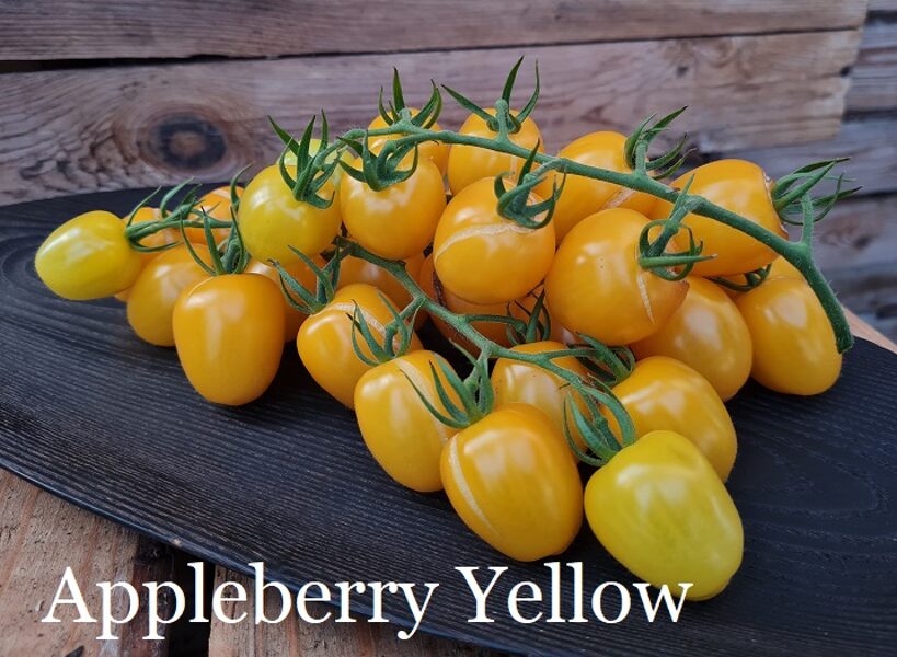 Appleberry Yellow F1 (tomāta stāds podiņā)
