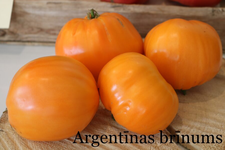 Argentīnas brīnums (tomātu sēklas)