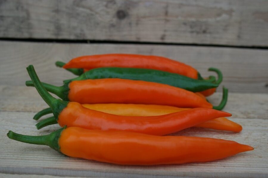 Asās bultas (5*) (asā pipara stāds podiņā)