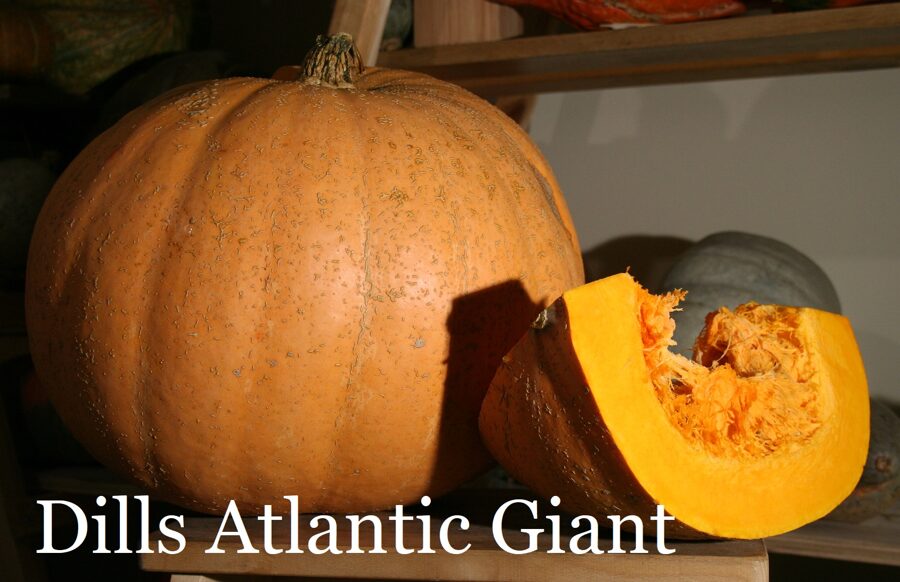 Dills Atlantic Giant (ķirbja stāds podiņā)
