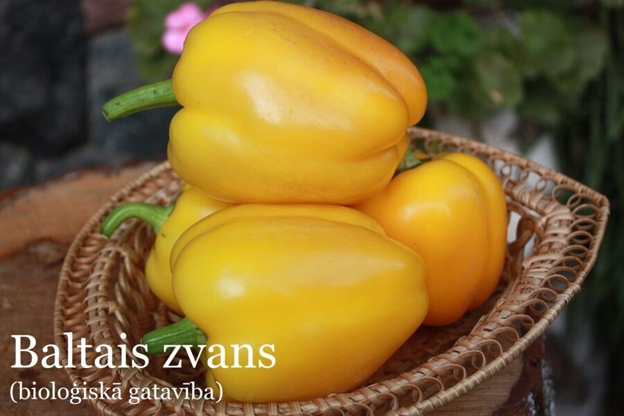 Baltais zvans (paprikas stāds podiņā)