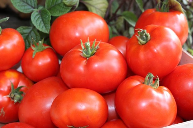 Baltijas agrie (tomātu sēklas)