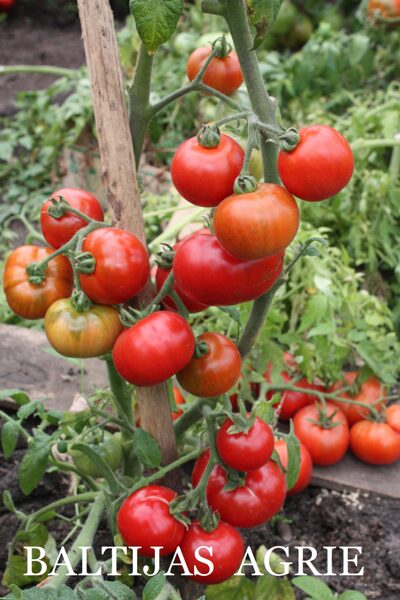 Baltijas agrie (tomātu sēklas)