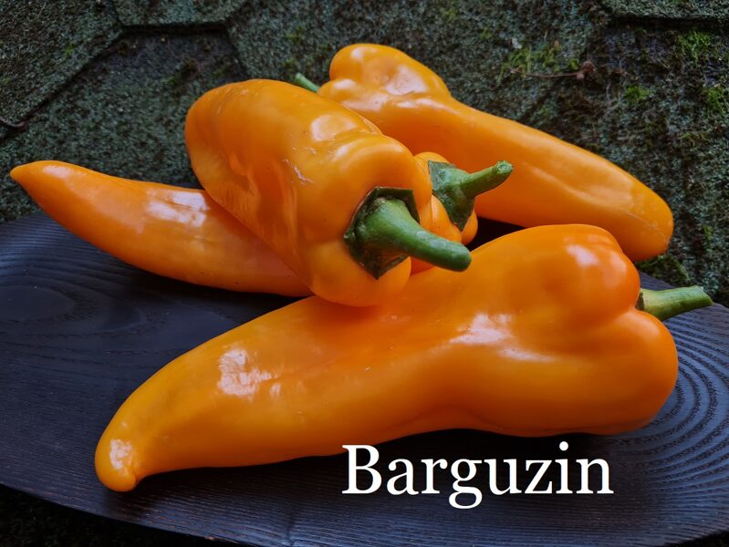 Barguzin (paprikas stāds podiņā)