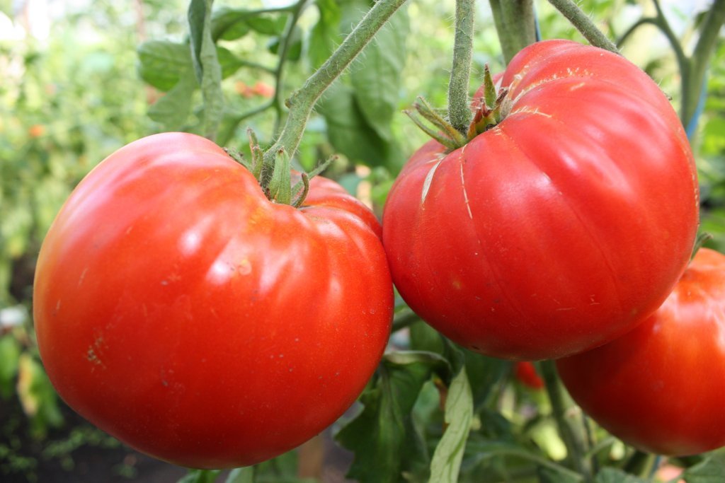 Bezizmēra (tomātu sēklas)