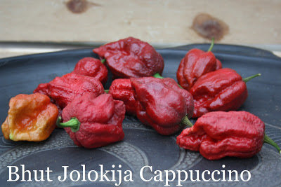Bhut Jolokia cappuccino (Ghost Pepper Cappuccino) (10+*) (aso piparu sēklas)