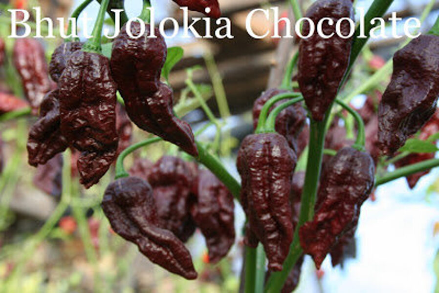 Bhut Jolokia chocolate (Ghost Pepper Chocolate) (10+*) (asā pipara stāds podiņā)