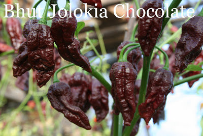 Bhut Jolokia chocolate (Ghost Pepper Chocolate) (10+*) (aso piparu sēklas)