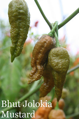 Bhut Jolokia mustard (ghost pepper mustard) (10+*) (aso piparu sēklas, 10 gab.)